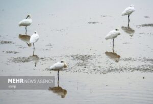 کم آبی تالاب‌های کرمانشاه سبب کاهش مهاجرت پرندگان شد