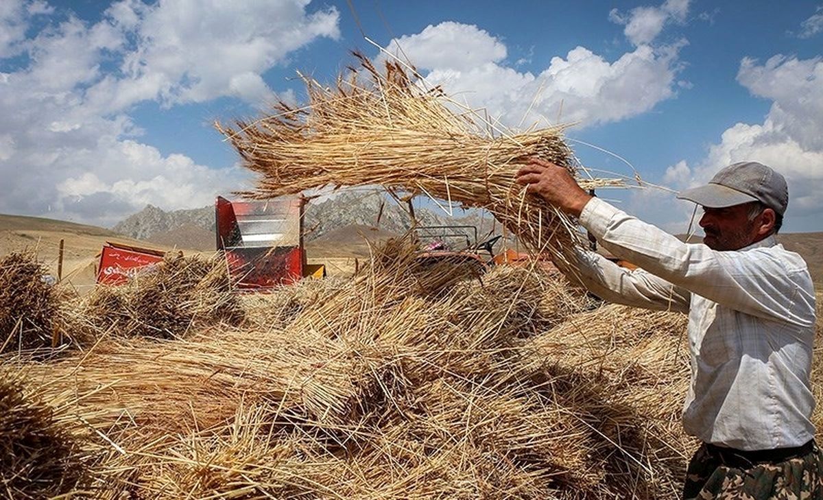 چرا دولت ! گندم را با قیمت‌ متفاوت و بازپرداخت طولانی از گندمکاران خریداری کرد؟